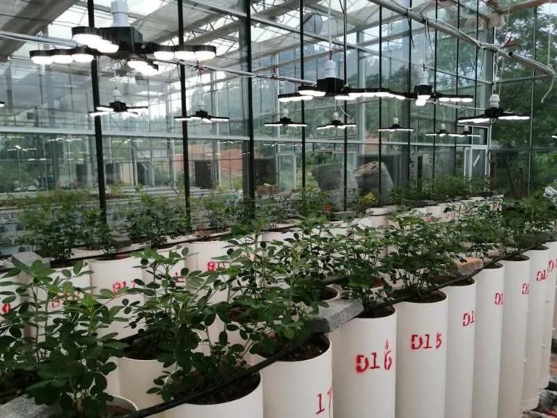 LED展翅植物生長(zhǎng)燈